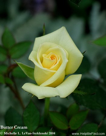 'Butter Cream ™' rose photo