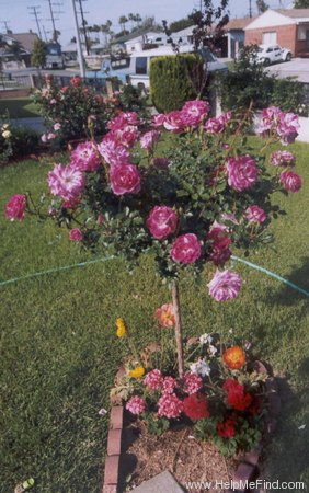 'Brilliant Pink Iceberg' rose photo
