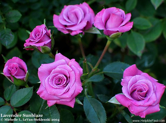'Lavender Sunblaze ®' rose photo