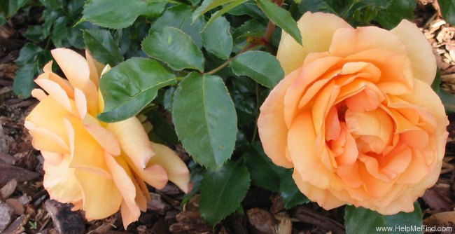 'Eureka ™ (floribunda, Kordes 2002)' rose photo