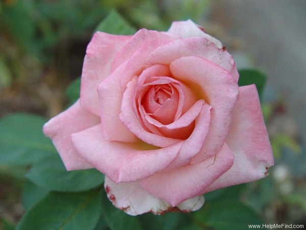 'Helen Keller ® (hybrid tea, Barni, 1991)' rose photo