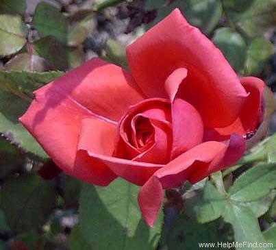'Aztec' rose photo