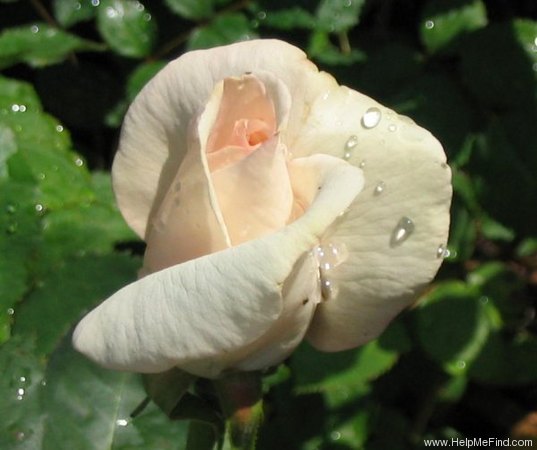 'Sheer Bliss' rose photo