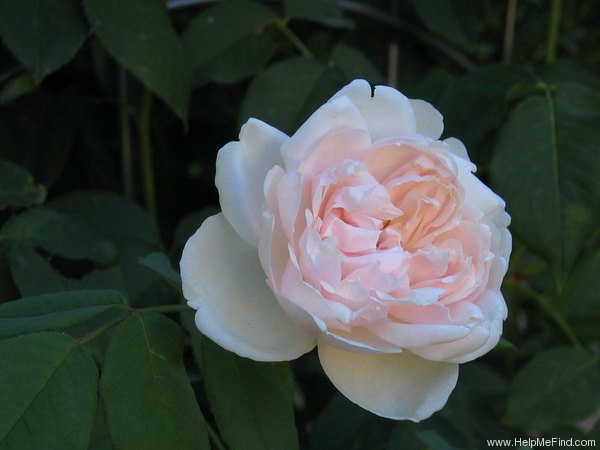 'Madame Alfred Carrière (noisette, Schwartz 1875)' rose photo