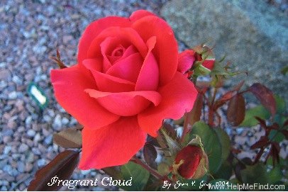 'Fragrant Cloud (hybrid tea, Tantau 1963)' rose photo