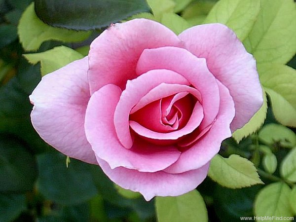 'Les Sjulin' rose photo