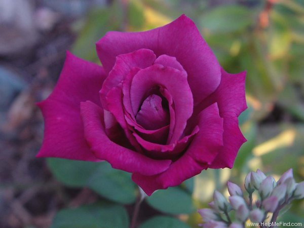 'Mauve Melodee' rose photo