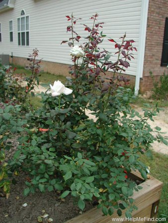 'Delicate Lady' rose photo