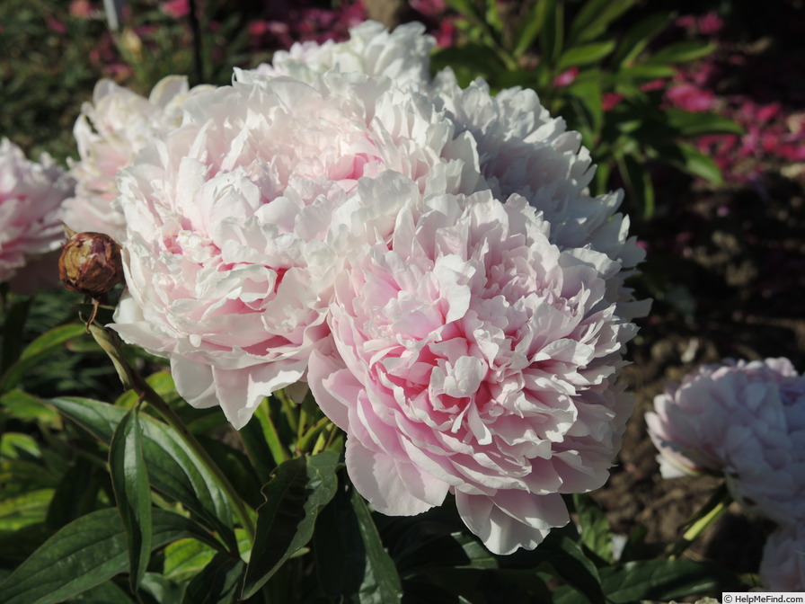 'Ensign Moriarty' peony photo