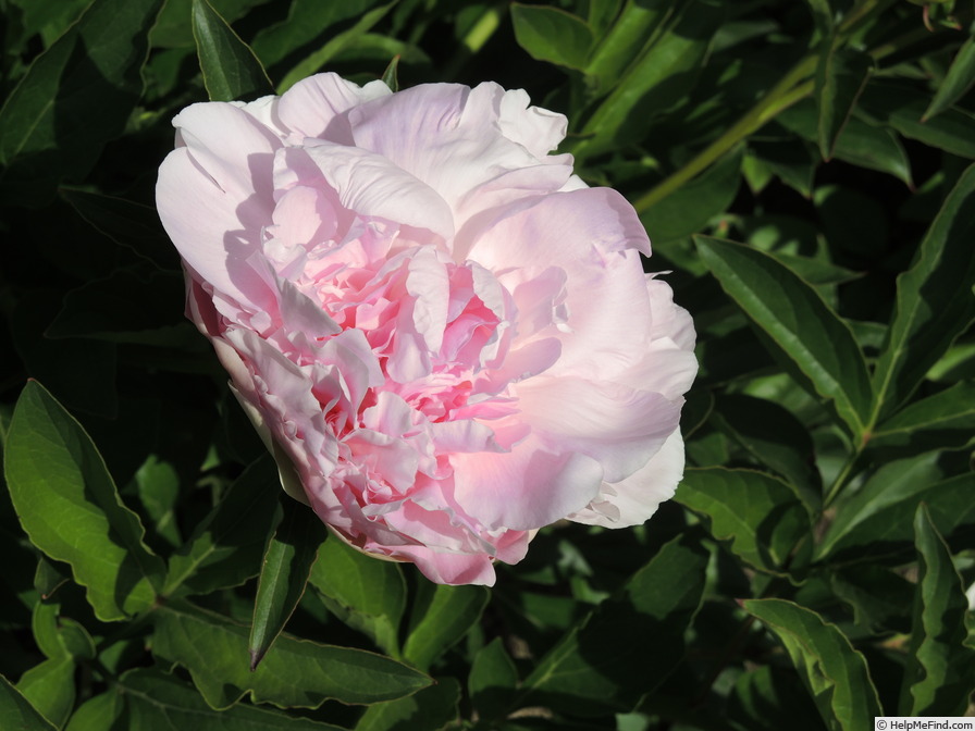 'Susie Q' peony photo