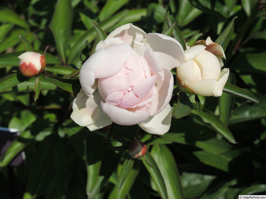 'Monsieur Charles Lêveque (Syn. 'Mlle Léonie Calot')' peony photo