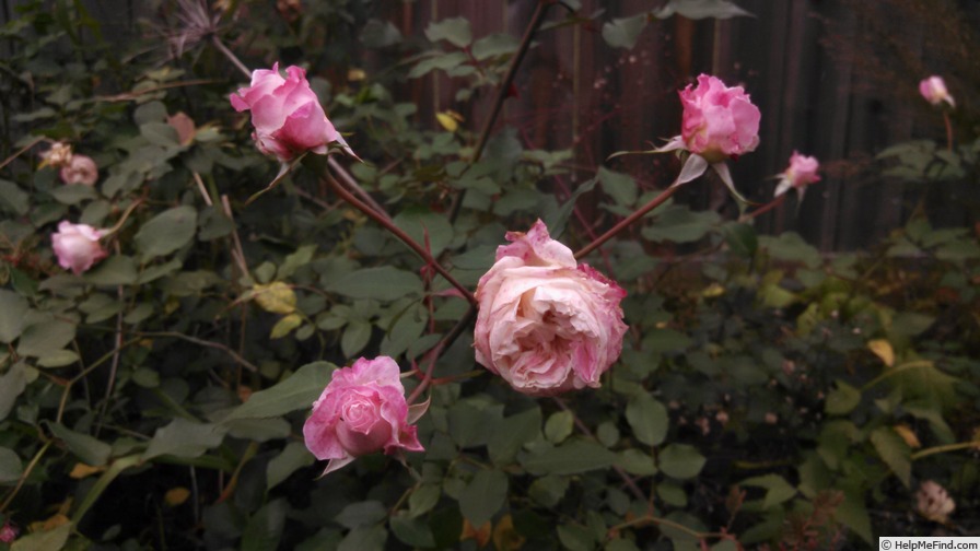 'Homère' rose, click to enlarge 'Homère' rose photo