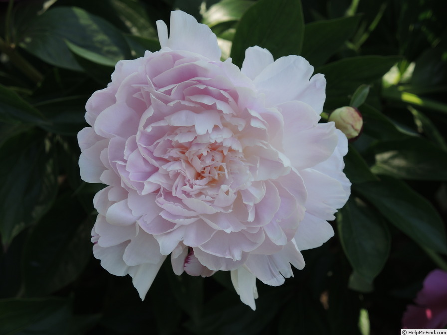 'President Wilson' peony photo