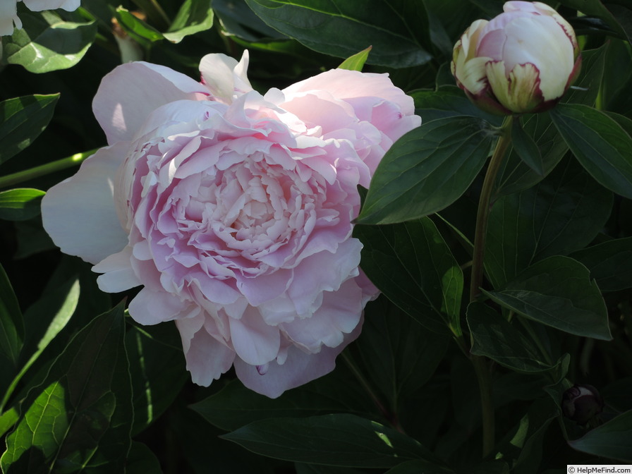 'President Wilson' peony photo