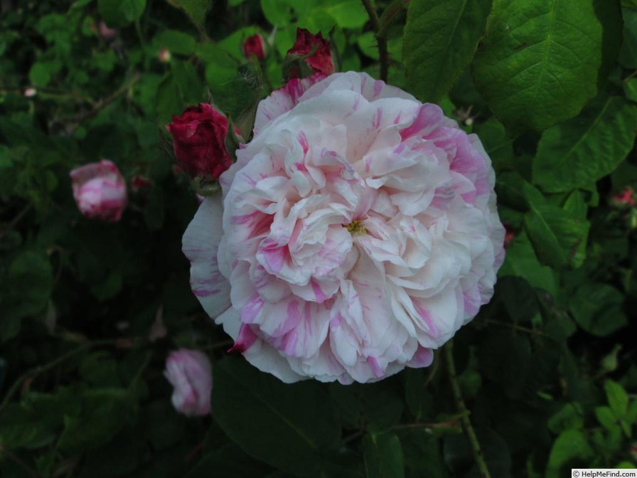 'Village Maid' rose photo