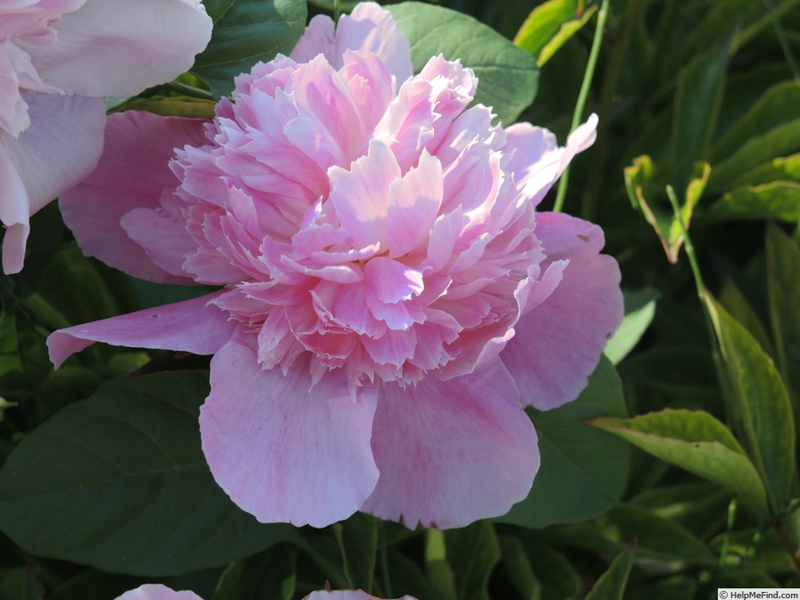 'Bouquet Perfect' peony photo