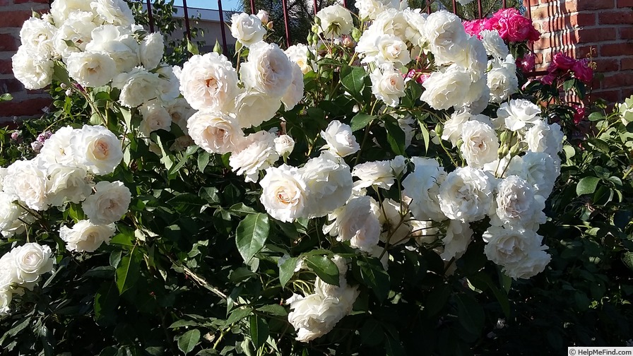 'Poustinia' rose photo
