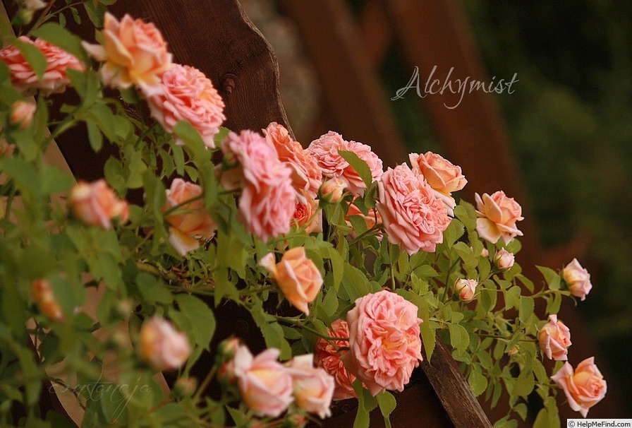 'Alchymist' rose photo