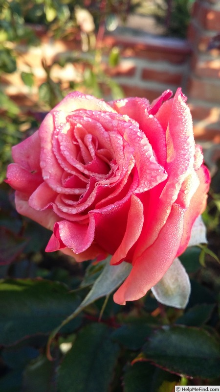 'Ann Henderson' rose photo