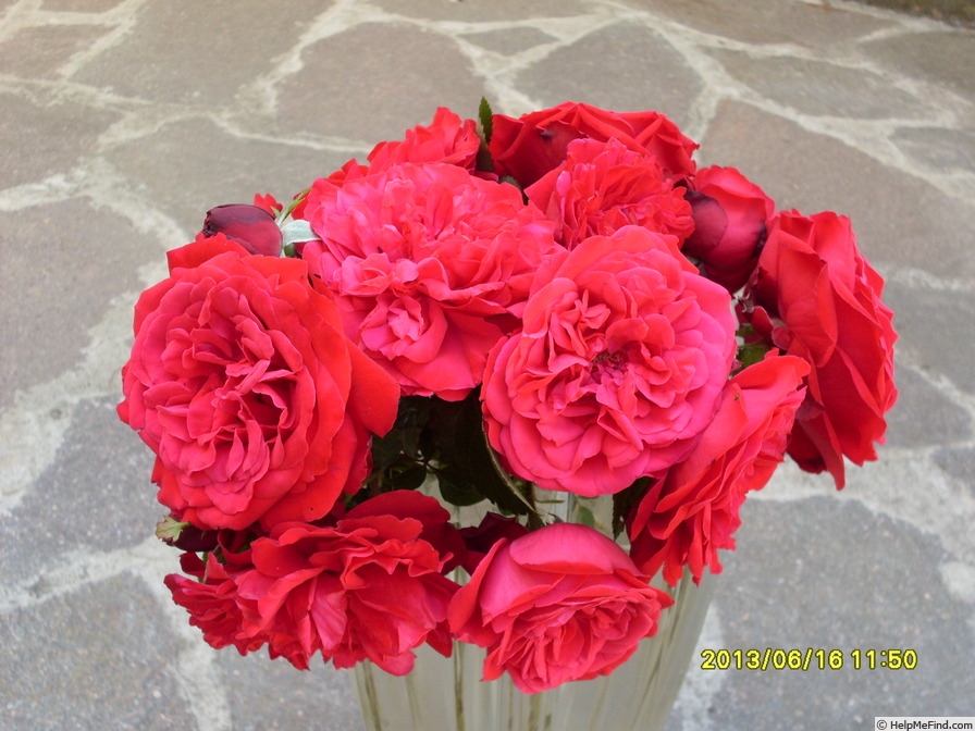 'Cardinale Alberoni' rose photo
