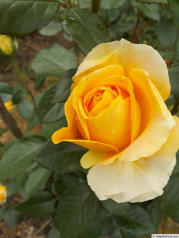 'Bataclan ®' rose photo