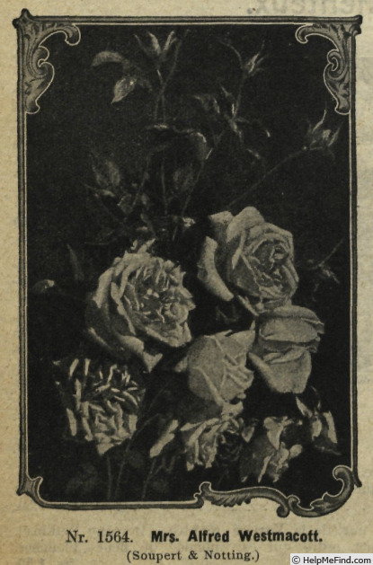 'Mrs. Alfred Westmacott' rose photo