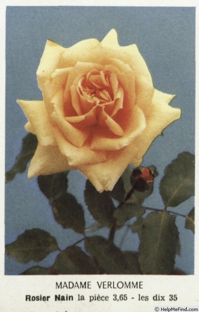 'Madame Roger Verlomme' rose photo