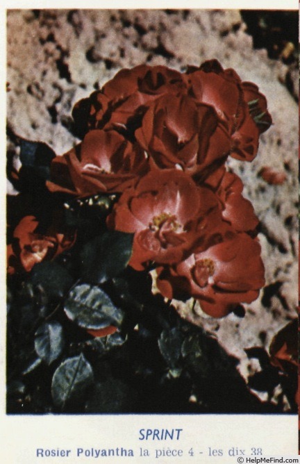 'Sprint' rose photo