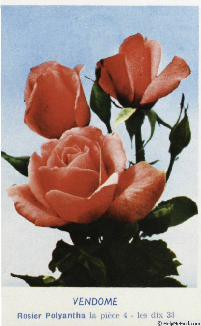'Vendôme' rose photo
