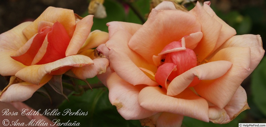 'Edith Nellie Perkins' rose photo