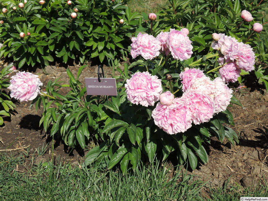 'Ensign Moriarty' peony photo