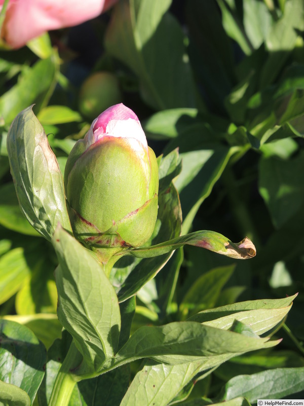 'P. lactiflora 'Lovely Rose'' peony photo