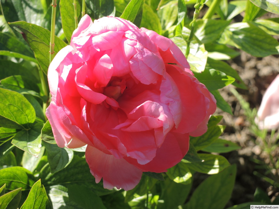 'P. lactiflora 'Lovely Rose'' peony photo