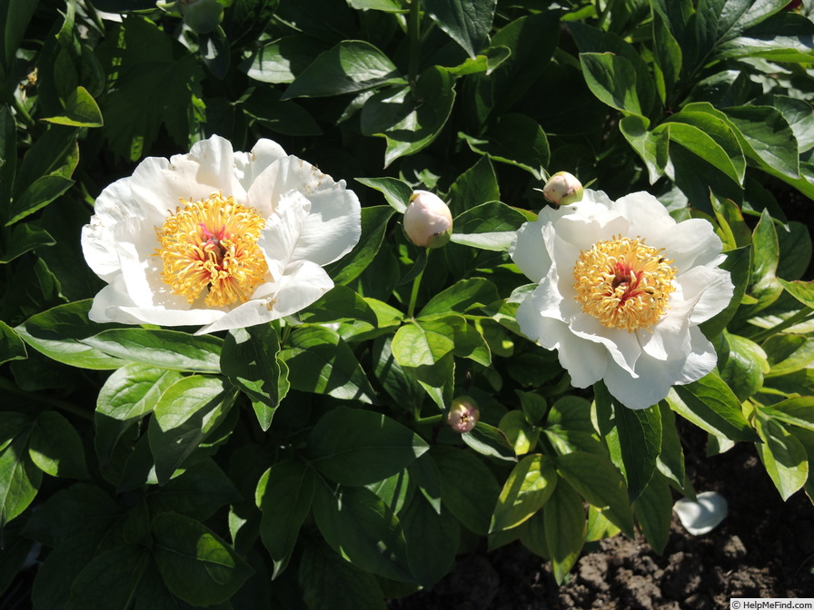 'Requiem' peony photo