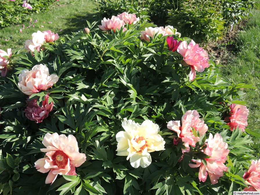 'Hillary' peony photo