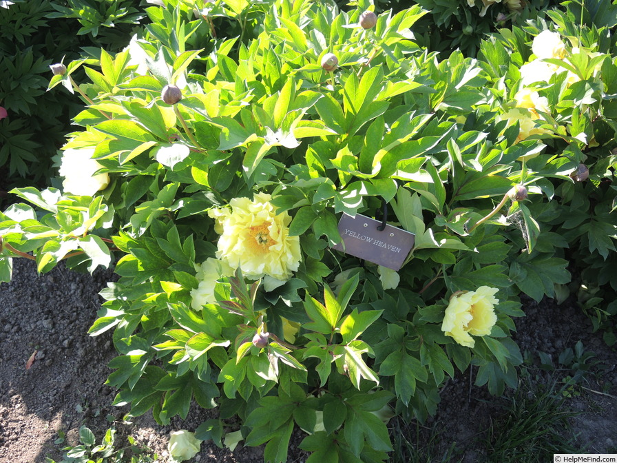 'Yellow Heaven' peony photo