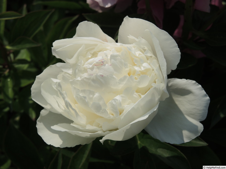 'Avalanche (lactiflora, Crousse by 1886)' peony photo