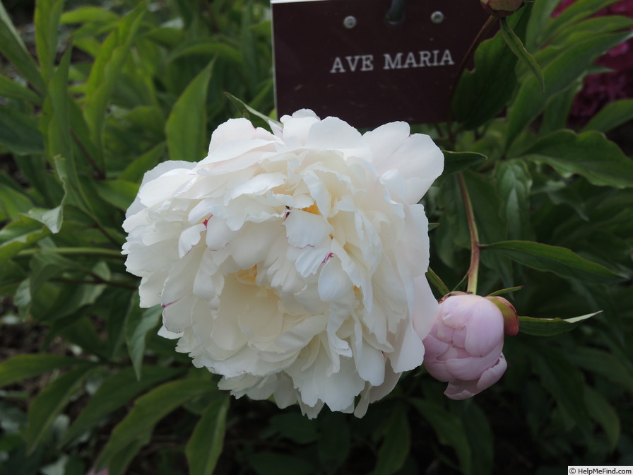 'Ave Maria' peony photo