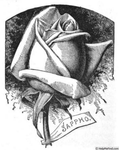 'Sappho (tea, Paul, 1889)' rose photo