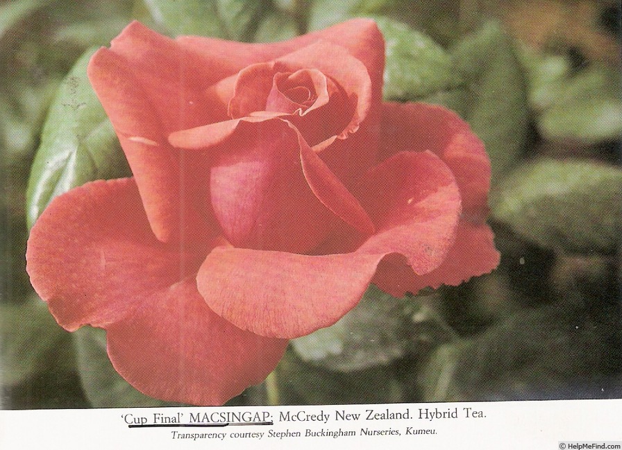 'Cup Final' rose photo