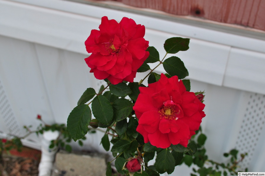 'Blaze (climber, Kallay 1932)' rose photo