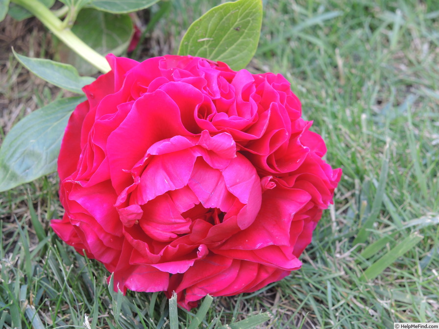 'Carol' peony photo
