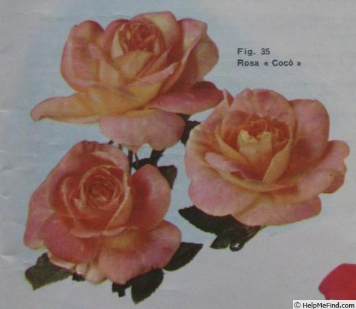 'Cocò (hybrid tea, Sgaravatti, 1960)' rose photo