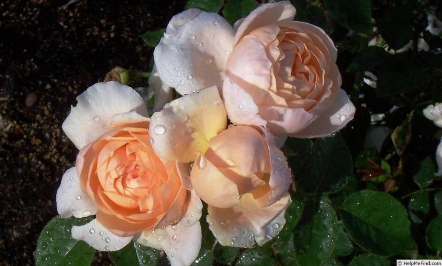 'Abraham Darby' rose photo