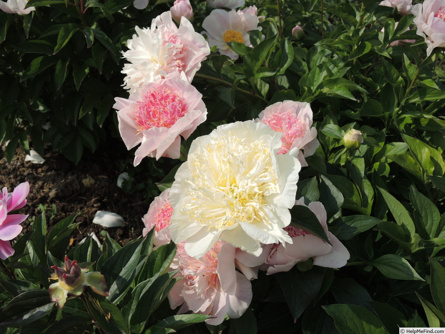 'Do Tell' peony photo