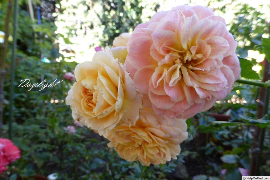 'Daylight (floribunda, Ilsink, 1991)' rose photo