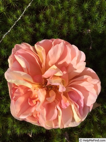 'Evelyn ™ (shrub, Austin 1991)' rose photo