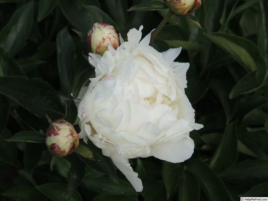 'Alice Harding (hybrid lactiflora, Lemoine, 1922)' peony photo