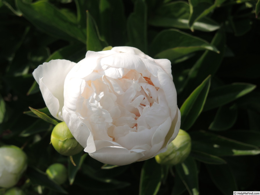 'Baroness Schroeder' peony photo