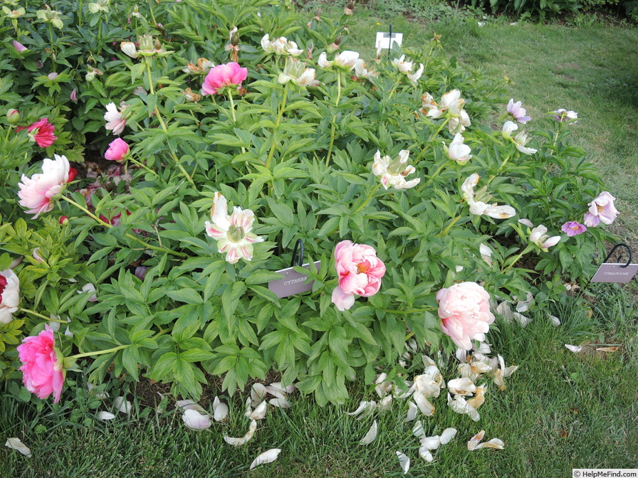 'Cytherea' peony photo